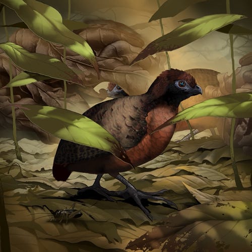 Black-eared Wood Quail painting
