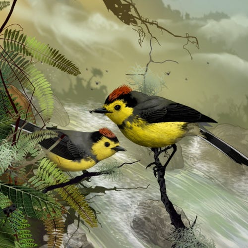 Collared Whitestart painting