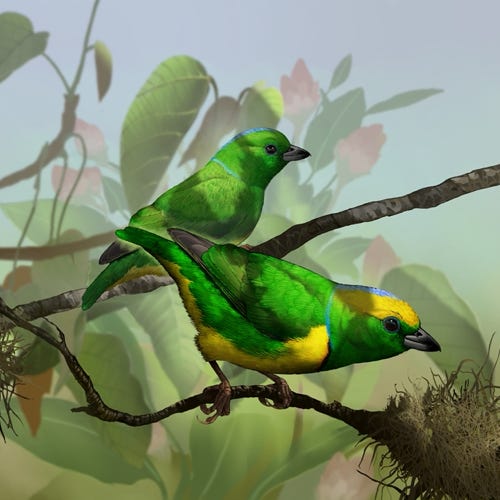 Golden-browed Clorophonia painting