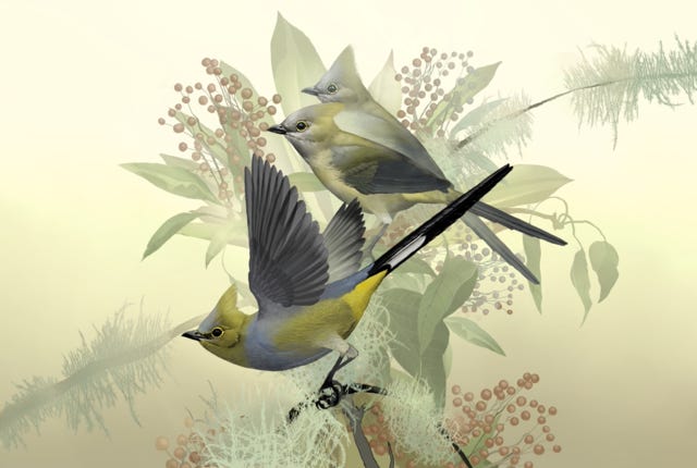Long-tailed Silky Flycatcher