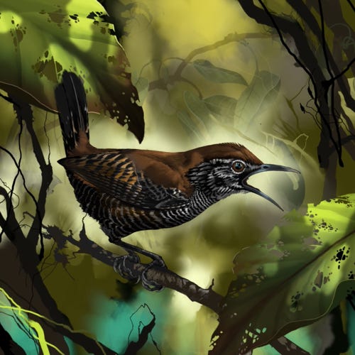 Riverside Wren painting