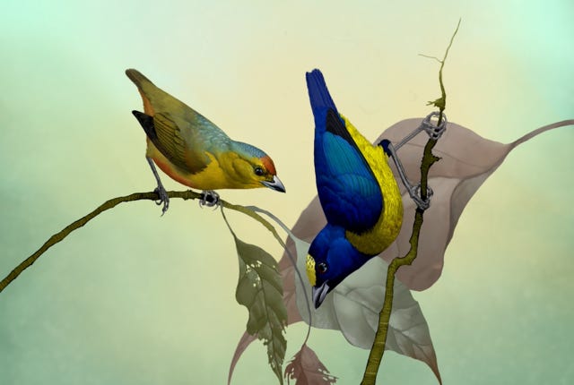 Spot-crowned Euphonia