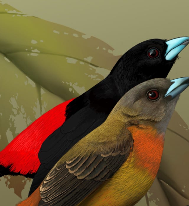 1101+ Common birds of Costa Rica, Scarlet-rumped Tanager